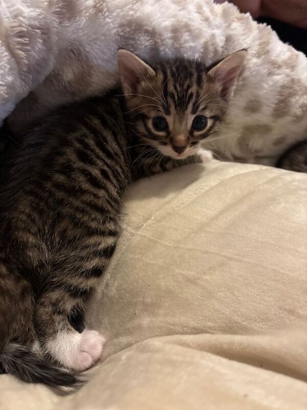Bengal mix kittens - Image 4 of 4