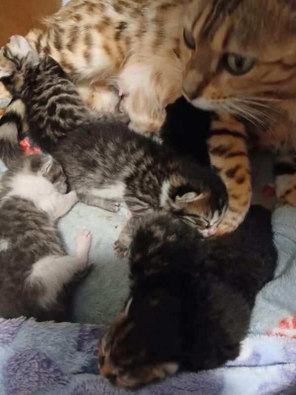 Bengal mix kittens