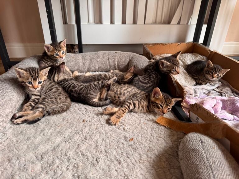 Bengal Kittens For Sale