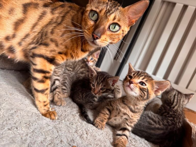 Bengal mix Kittens - Image 2 of 4