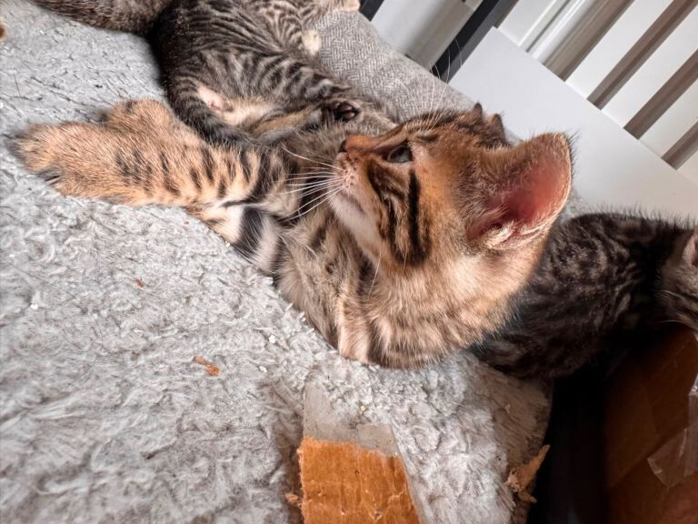 Bengal mix Kittens - Image 3 of 4