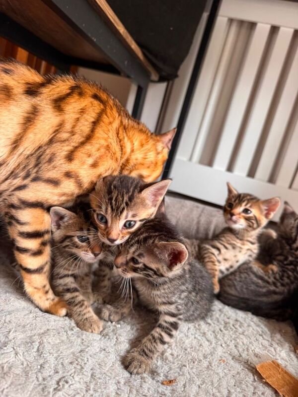 Bengal mix Kittens - Image 4 of 4