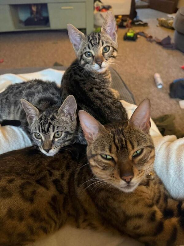 Bengal Kittens For Sale