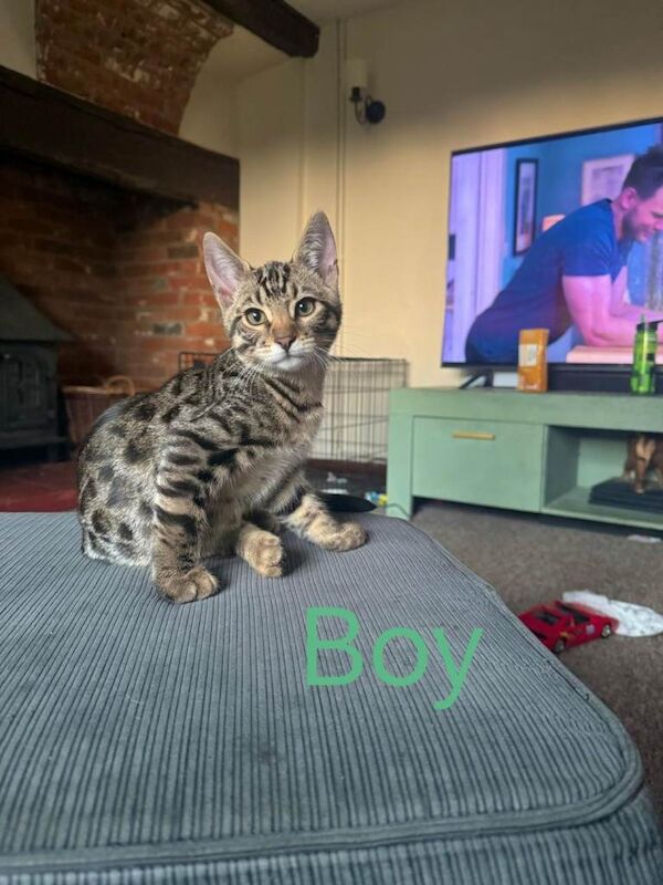 Bengal mix kittens for sale - Image 2 of 6