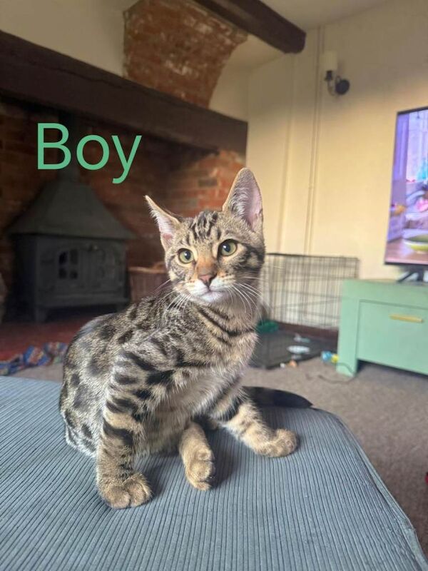 Bengal mix kittens for sale - Image 3 of 6