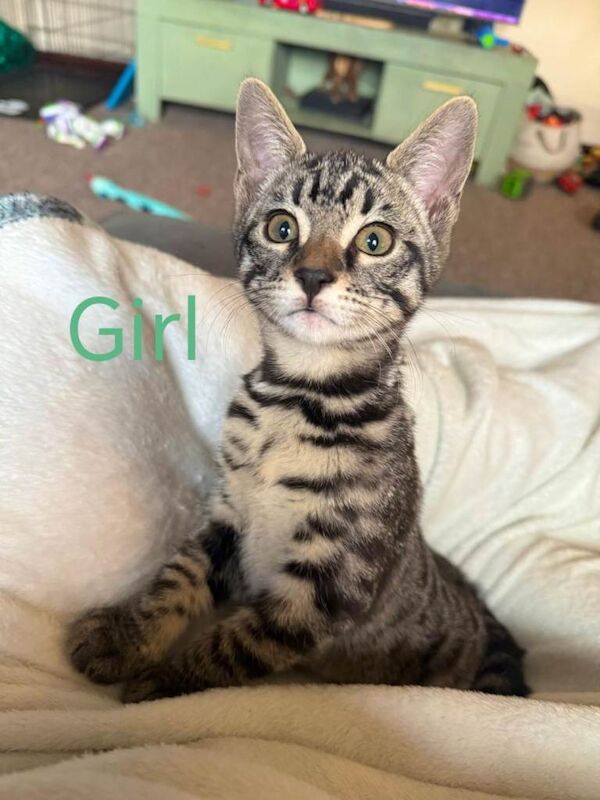 Bengal mix kittens for sale - Image 4 of 6