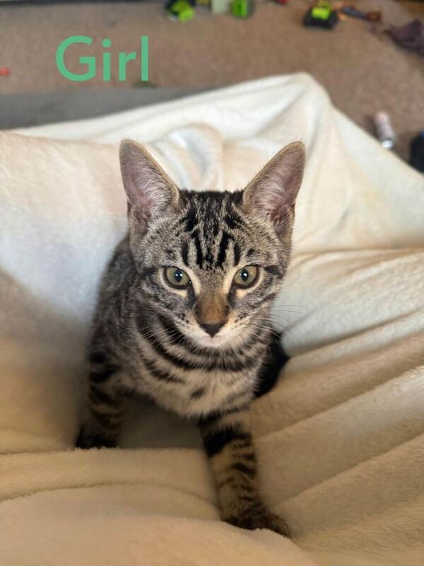 Bengal mix kittens for sale - Image 5 of 6