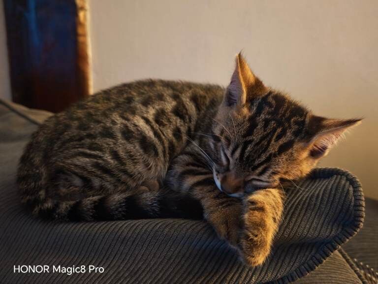 Bengal mix kittens for sale - Image 6 of 6