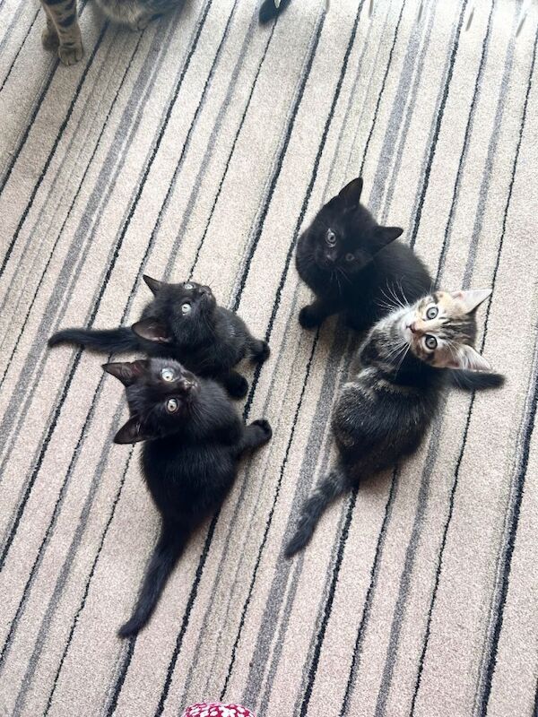 Bengal mix kittens for sale