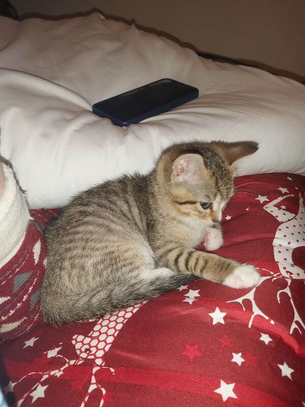 Bengal Kittens For Sale