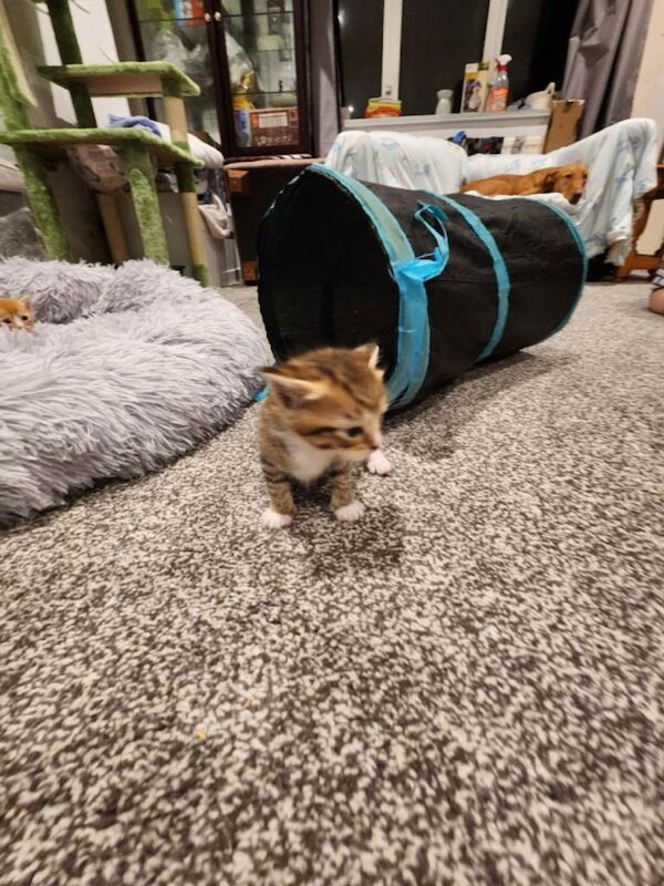 Bengal mix male - Image 2 of 5