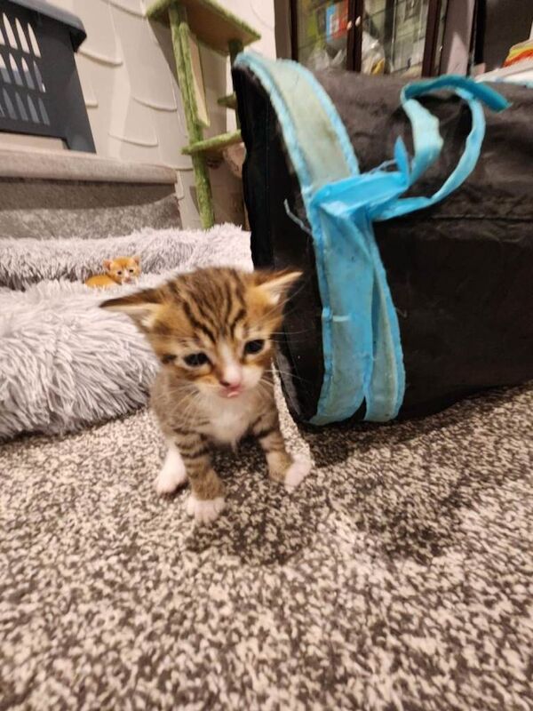 Bengal mix male - Image 3 of 5