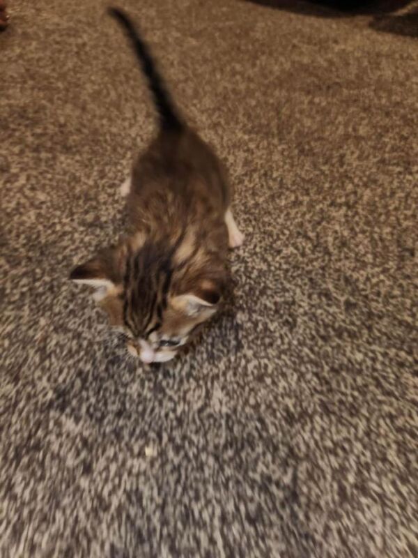 Bengal mix male - Image 4 of 5