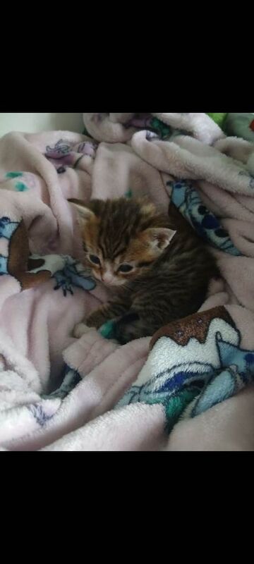 Bengal mix male - Image 5 of 5