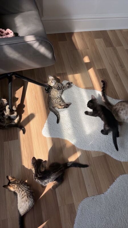 Bengal kittens for sale in Grimsby, Lincolnshire – 10 weeks old