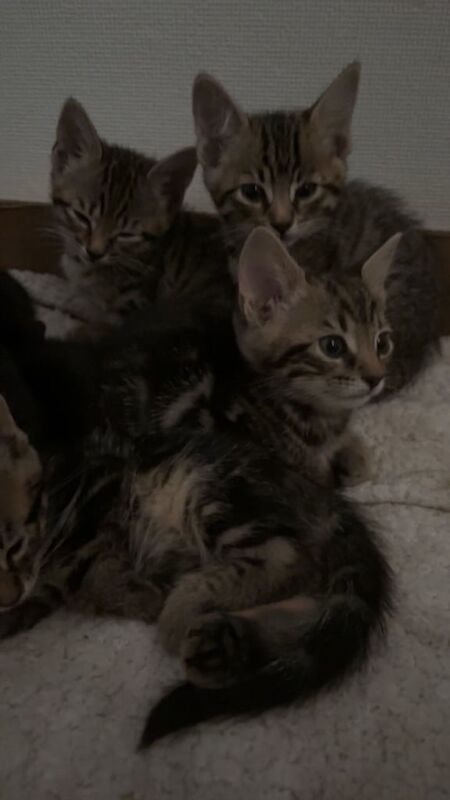 Bengal kittens for sale in Grimsby, Lincolnshire – 10 weeks old - Image 2 of 3