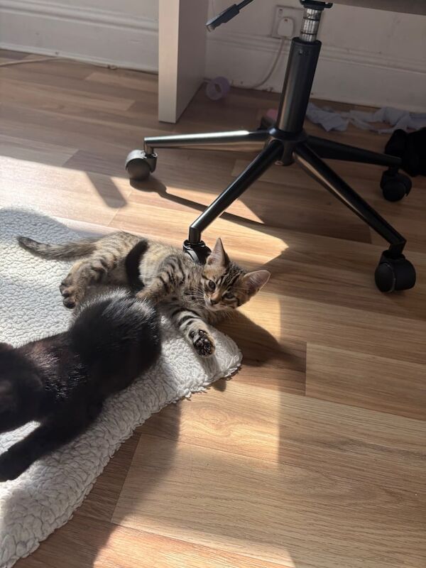 Bengal kittens for sale in Grimsby, Lincolnshire – 10 weeks old - Image 3 of 3