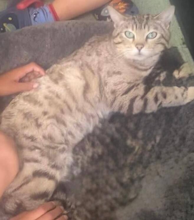 Bengal mother for sale in Bromley, Greater London