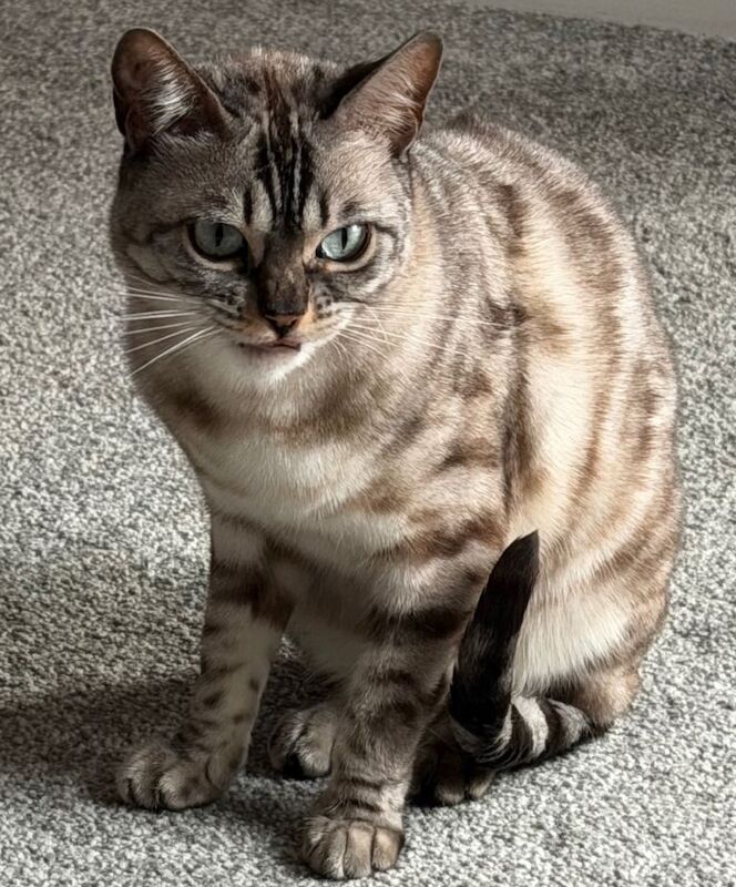 Bengal kittens for sale in Bolton, Manchester – 2 years old