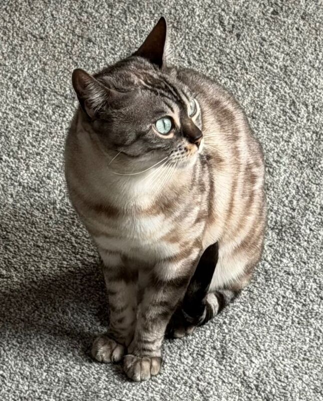 Bengal Pedigree Sisters - Image 2 of 6