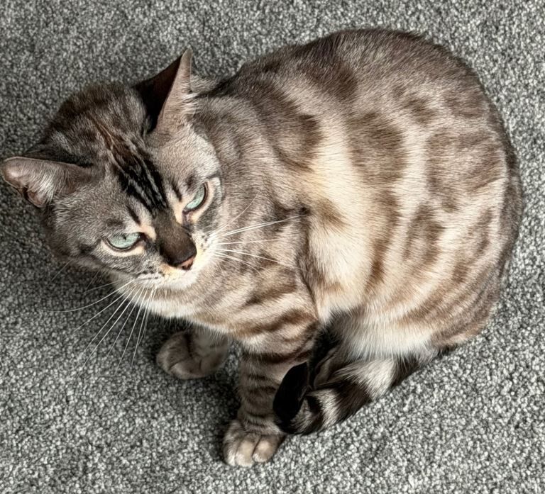 Bengal Pedigree Sisters - Image 3 of 6