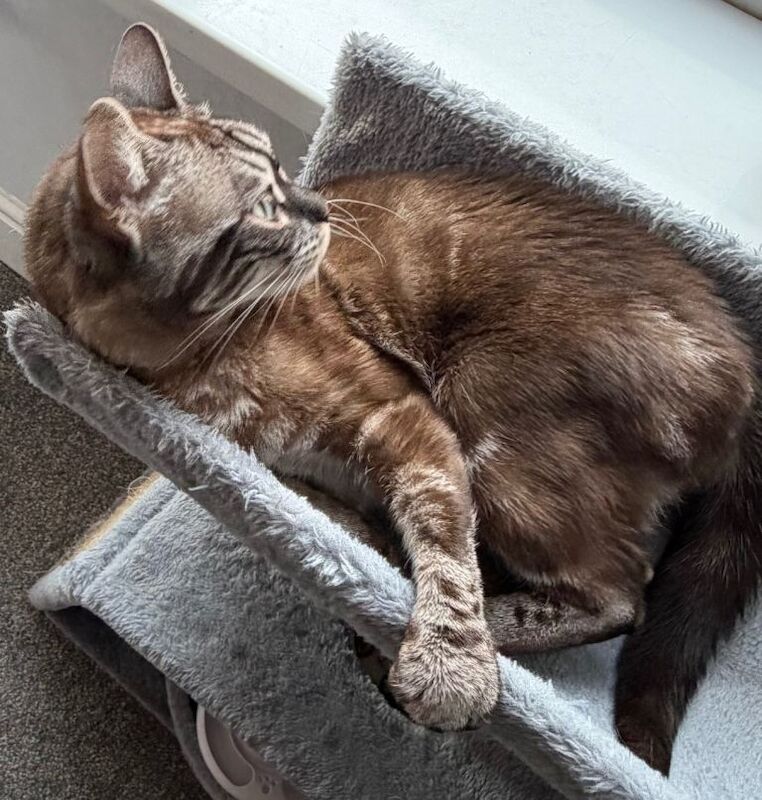 Bengal Pedigree Sisters - Image 4 of 6