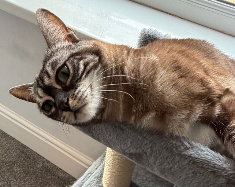 Bengal Pedigree Sisters - Image 5 of 6