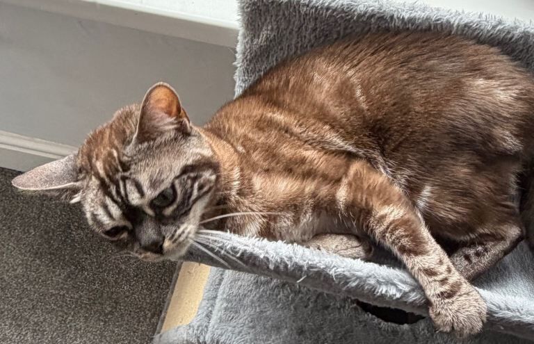 Bengal Pedigree Sisters - Image 6 of 6