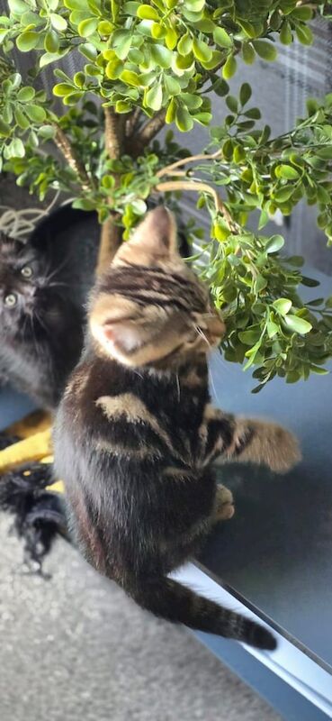 Bengal persian kittens for sale in Bradford, West Yorkshire | Image 2