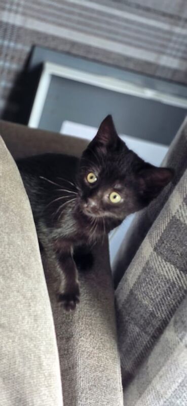 Bengal persian kittens for sale in Bradford, West Yorkshire | Image 3