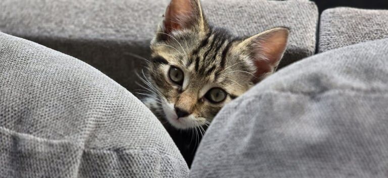 bengal persian kittens for sale in Bradford, West Yorkshire