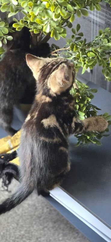 bengal persian kittens for sale in Bradford, West Yorkshire | Image 2