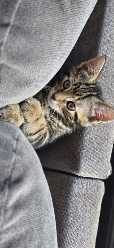 bengal persian kittens for sale in Bradford, West Yorkshire | Image 3
