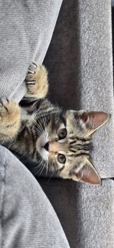 Bengal persian kittens for sale in Bradford, West Yorkshire