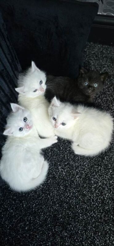 Bengal persian kittens - Image 2 of 6