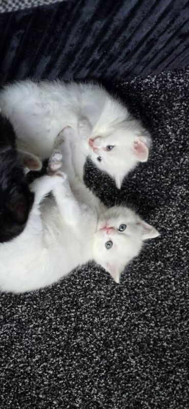 Bengal persian kittens - Image 3 of 6