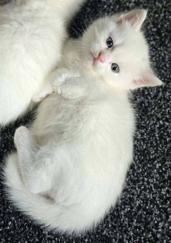 Bengal persian kittens - Image 4 of 6