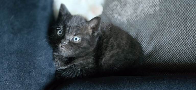 Bengal persian kittens - Image 5 of 6