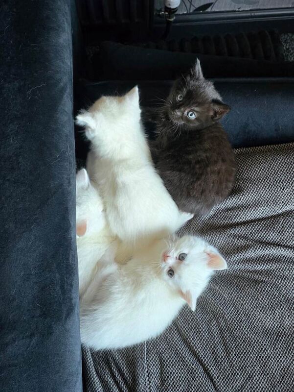 Bengal persian kittens - Image 6 of 6