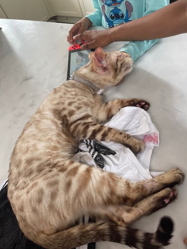 Bengal kittens for sale in Hoddesdon, Hertfordshire – 4 years old