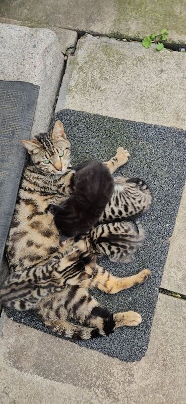 Bengal kittens for sale in Bradford, West Yorkshire – 7 weeks old