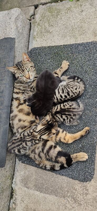 Bengal kittens for sale in Bradford, West Yorkshire – 7 weeks old - Image 2 of 3