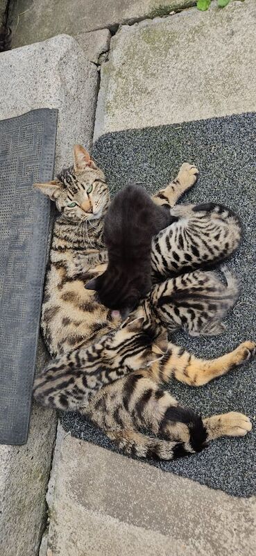 Bengal kittens for sale in Bradford, West Yorkshire – 7 weeks old - Image 3 of 3