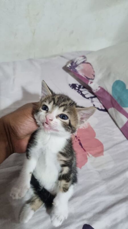 Bengal kittens for sale in Stratford, Greater London – 11 weeks old