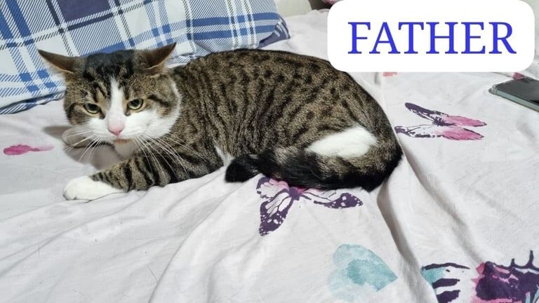 Bengal kittens for sale in Stratford, Greater London – 11 weeks old - Image 2 of 3