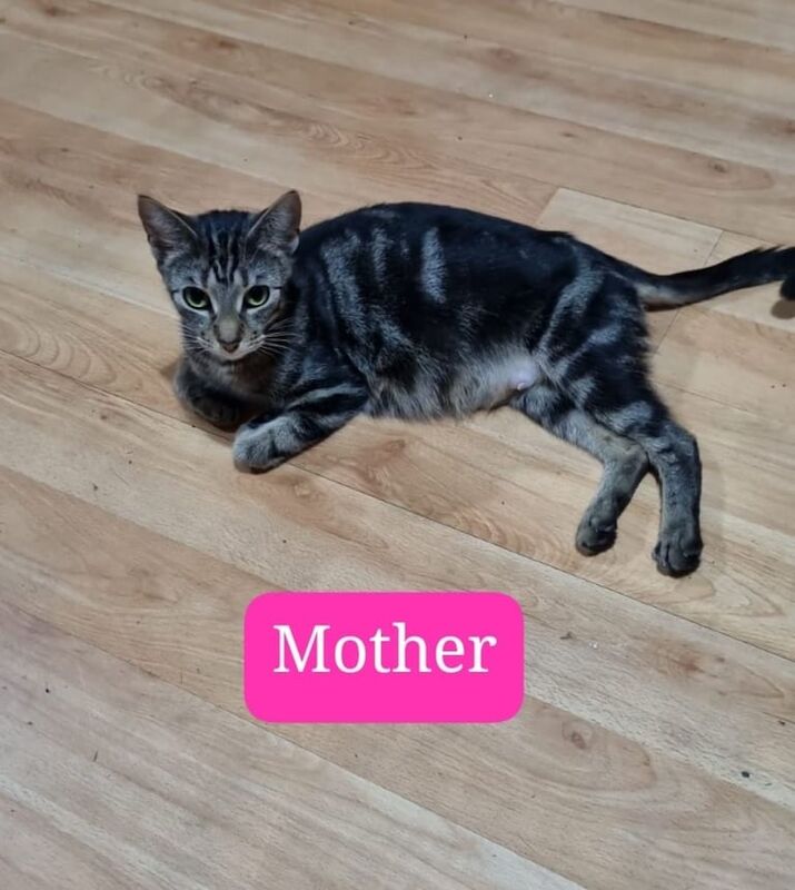 Bengal kittens for sale in Stratford, Greater London – 11 weeks old - Image 3 of 3