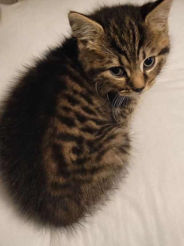 Bengal Kittens For Sale Under £300