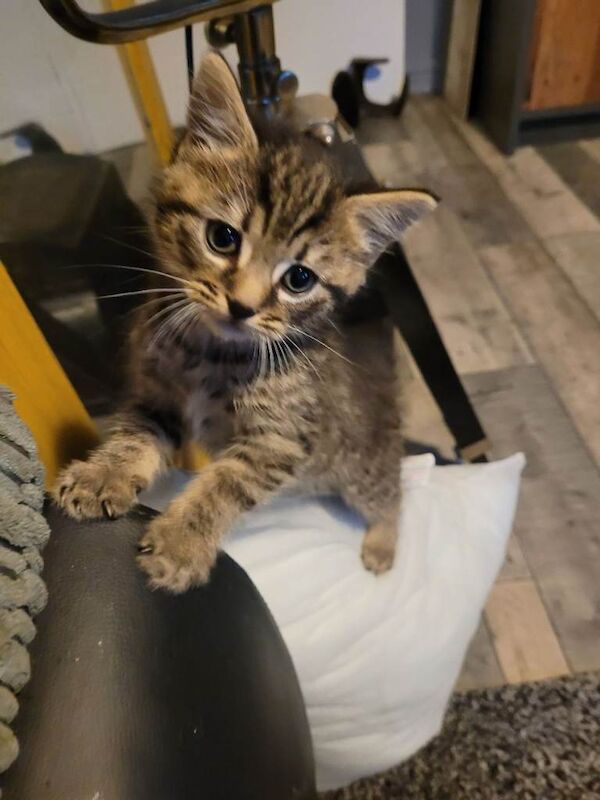 Bengal/ tabby girl - Image 2 of 5