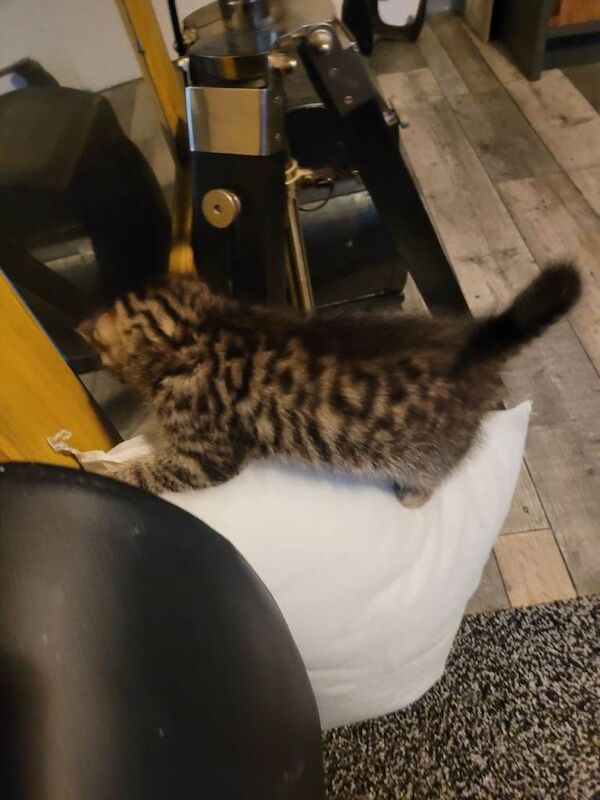 Bengal/ tabby girl - Image 3 of 5