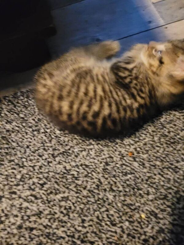 Bengal/ tabby girl - Image 4 of 5